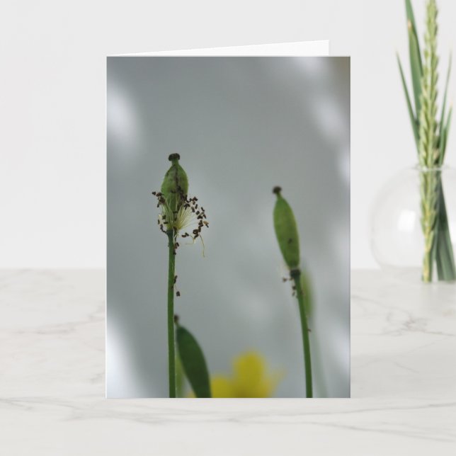 Poppies and shade 5 End of life for new generation Card (Front)