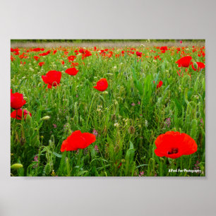 Poppies and Wildflowers Poster