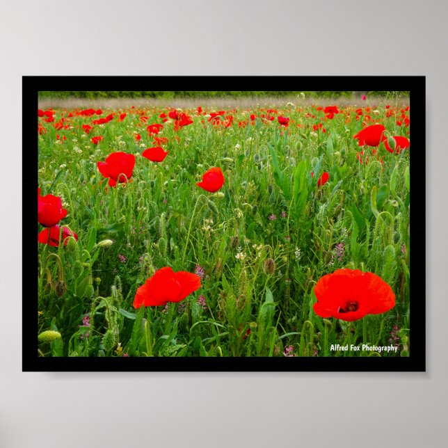 Poppies and Wildflowers Poster (Front)