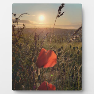 Poppies at sunset 2. Perranporth, Cornwall Plaque