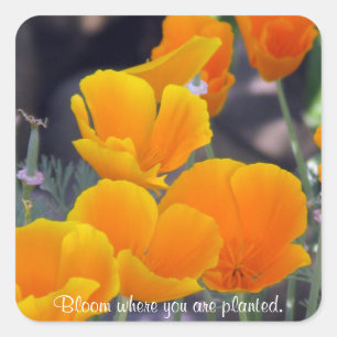 Poppies - Bloom Where Planted Stickers