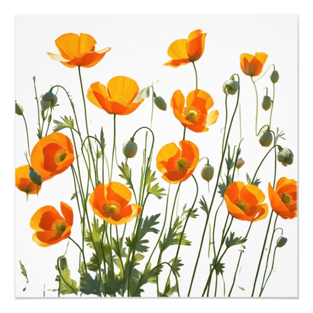 Poppies californiennes/galloises. Impression haute (Devant)