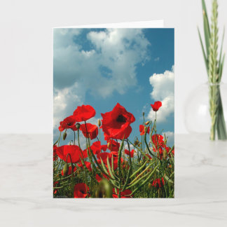 Poppies Card