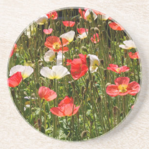 Poppies Coaster