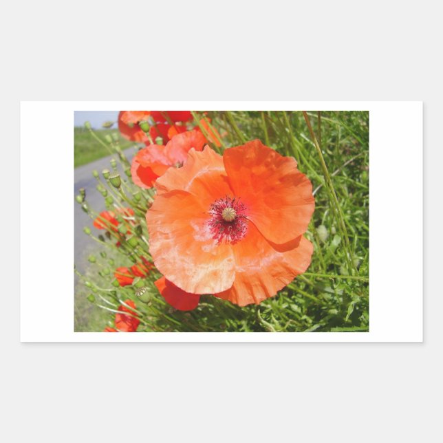 Poppies - Coquelicots Sticker (Front)