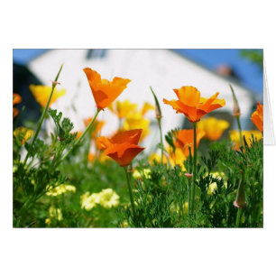 Poppies de Californie