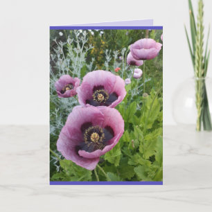 Poppies de pavot Pink violet Fleurs Carte d'annive