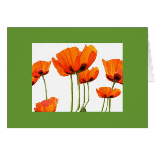 Poppies! Green Frame