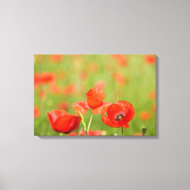 Poppies in a poppy field canvas (Front)