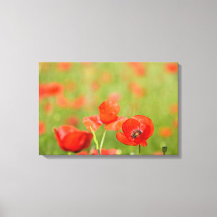 Poppies in a poppy field canvas print