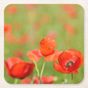 Poppies in a poppy field coaster