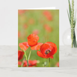 Poppies in a poppy field greeting card