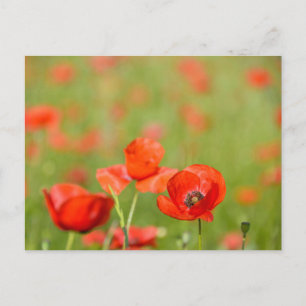 Poppies in a poppy field postcard