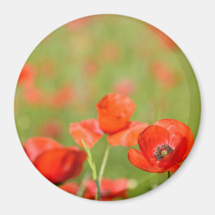 Poppies in a poppy field round magnet