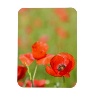 Poppies in a poppy field vertical magnet