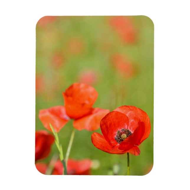 Poppies in a poppy field vertical magnet (Vertical)