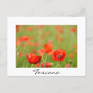 Poppies in a poppy field white text postcard