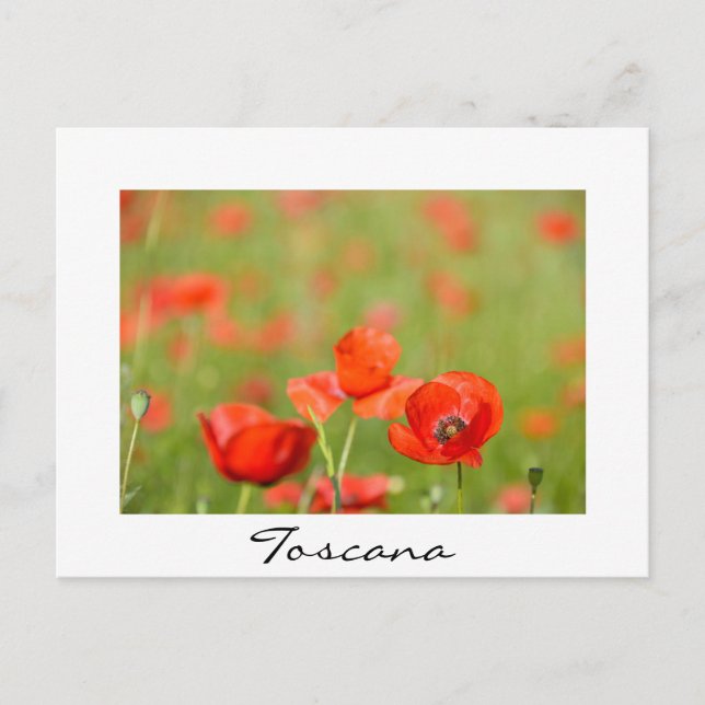 Poppies in a poppy field white text postcard (Front)