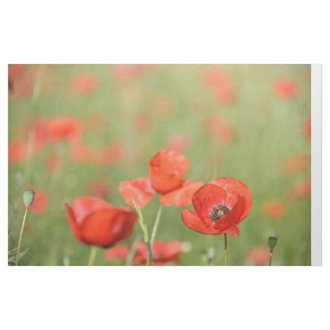 Poppies in a red flower poppy field fabric (Yard)