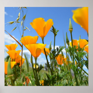 Poppies in Spring Poster