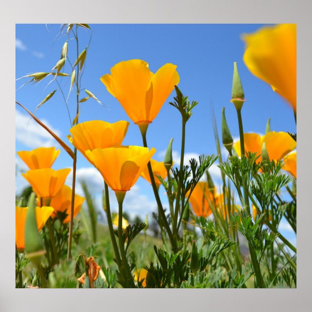 Poppies in Spring Poster (Front)