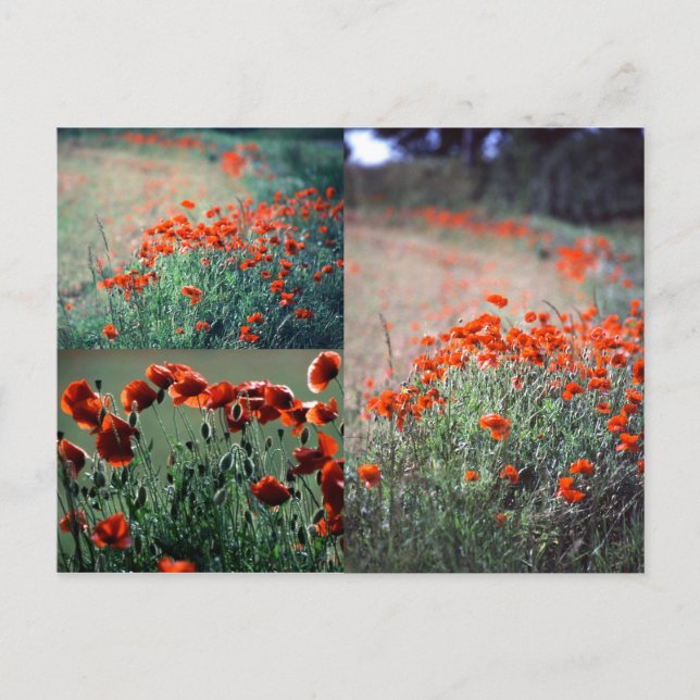 Poppies Montage | Carte postale (Devant)