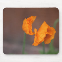 Poppies