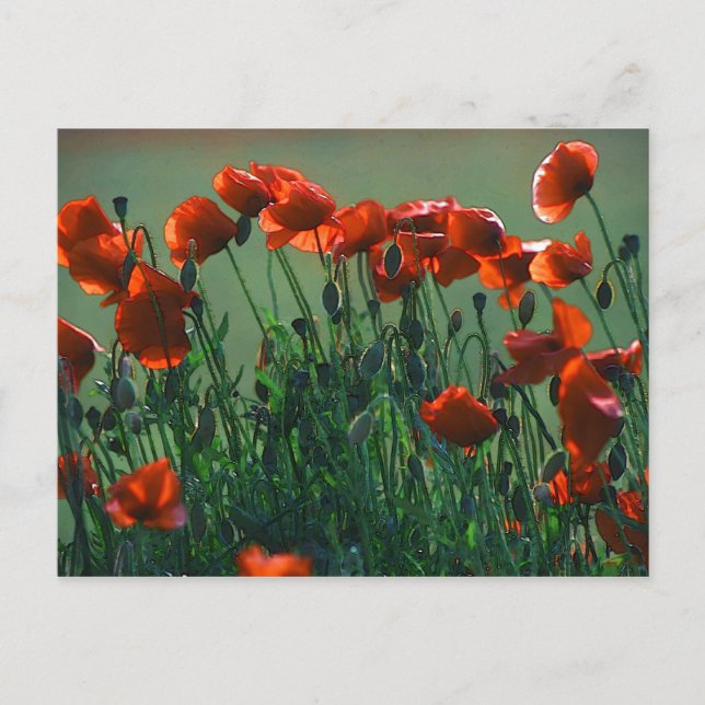 Poppies No. 3 | Postcard (Front)