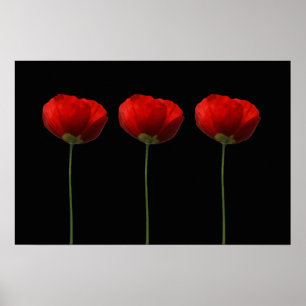 Poppies on Black Poster