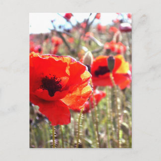 Poppies Postcard