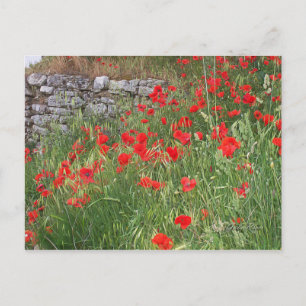 poppies. postcard