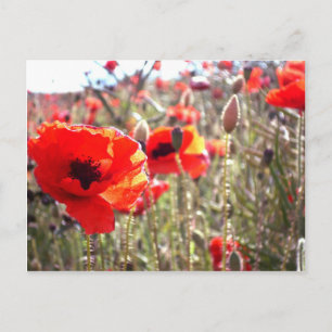 Poppies Postcard