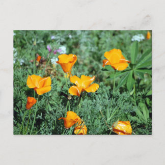 Poppies Postcard