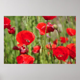 Poppies Poster