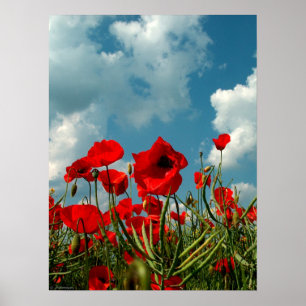 Poppies Poster