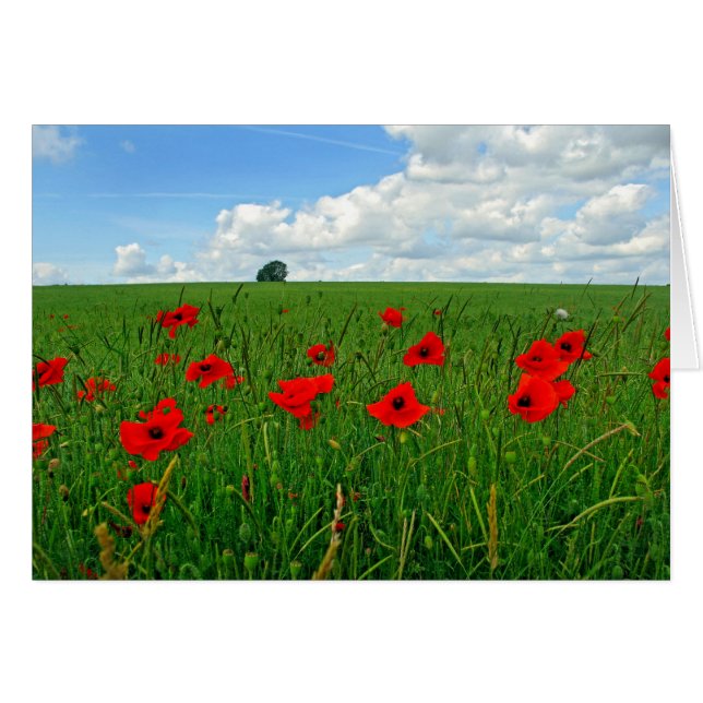 Poppies rouges (Devant horizontal)
