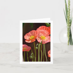 Poppies - Stationnaires