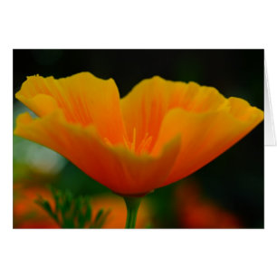 Poppin Poppies !