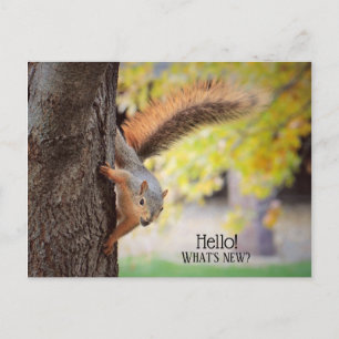 Popping in To Say Hello Postcard