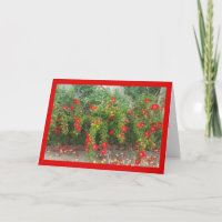 Popping Red Blooms- Song of Sol. 4:1 Greeting Card