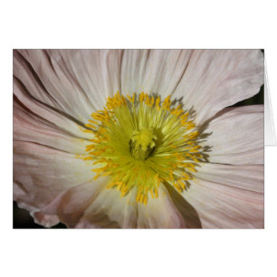 Poppy