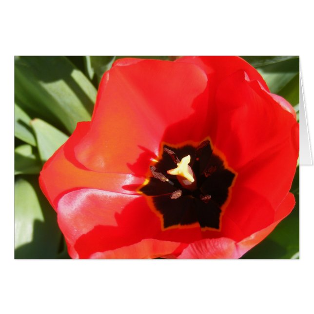 Poppy (Front Horizontal)