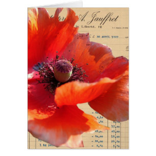 Poppy and Ephemera Digital Art