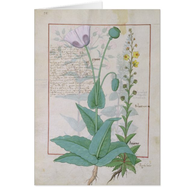 Poppy and Figwort (Front)
