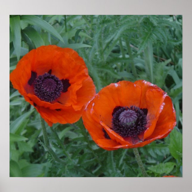 Poppy Bliss Poster (Front)