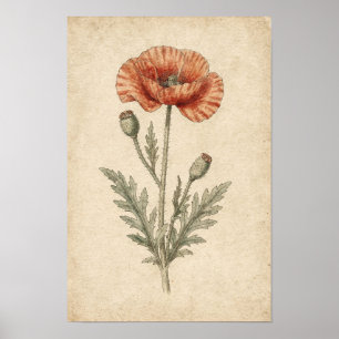 Poppy Botanical Study on Ivory Poster