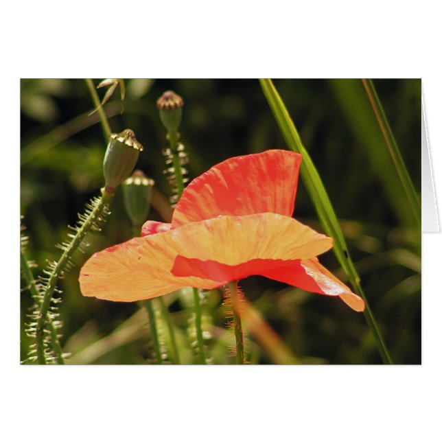 Poppy Card (Front Horizontal)