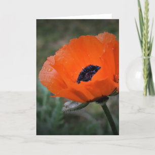 Poppy, card