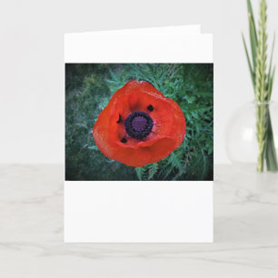 Poppy, card