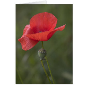 Poppy. Card by cARTerART